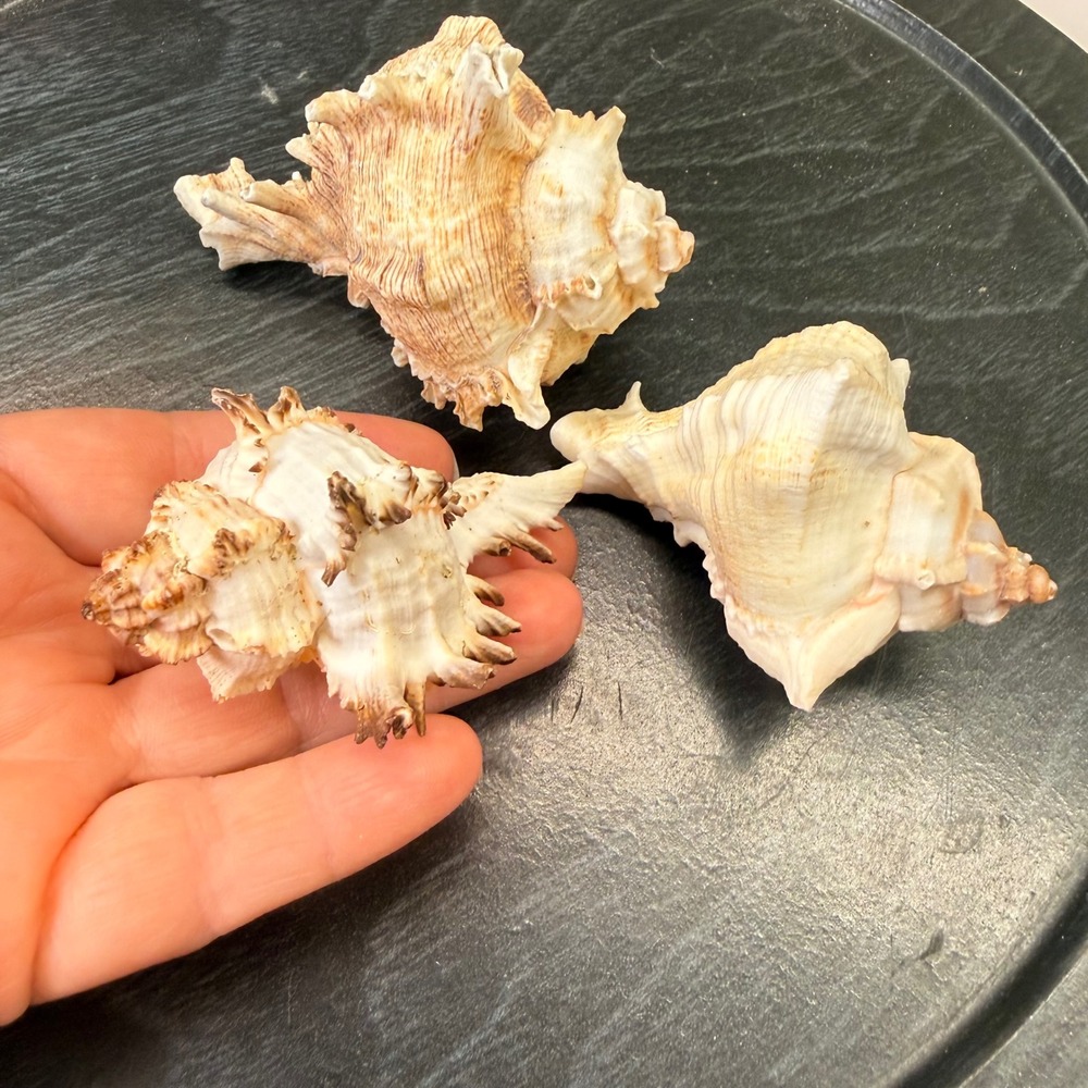 Set of 3 Natural Murex Conch Sea Shells Coastal Beach Decor Specimens Cream Tan